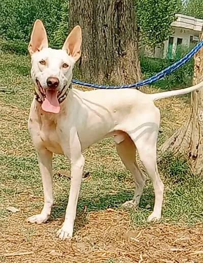 khuwati dog male aje 12 month available for sale