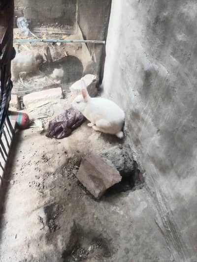  Pyare aur Cute Rabbits Sale Ke Liye Available!