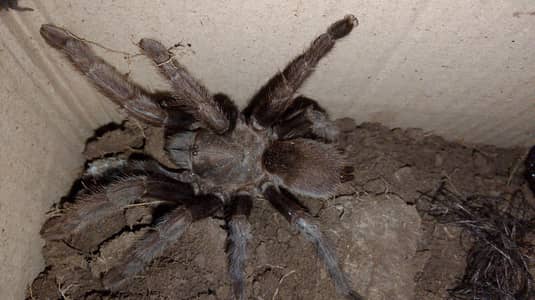 Tanarantula