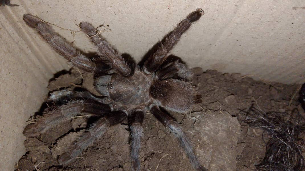 Tanarantula 0