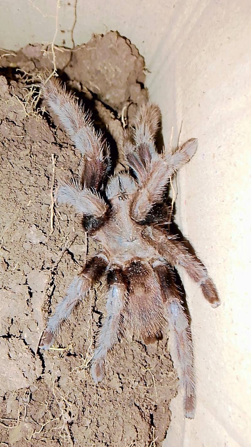 Tanarantula 1