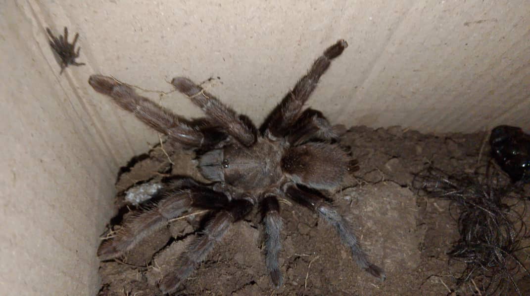 Tanarantula 2