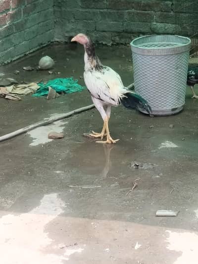 aseel long hight blue eye pure sindhi