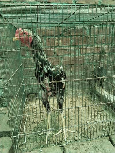 aseel long hight blue eye pure sindhi and shamo cross jawa