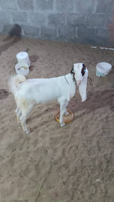 goat for sale