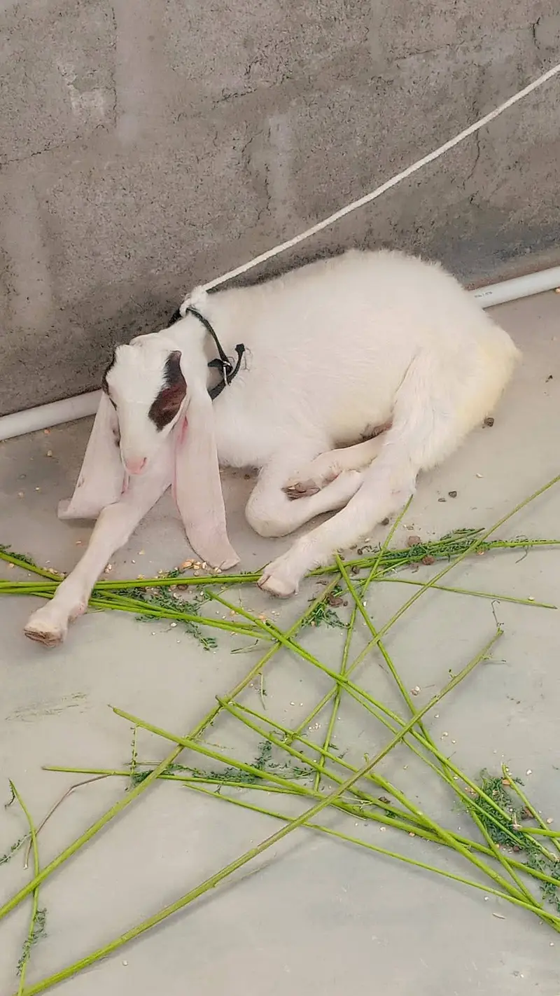 goat for sale — photo 8