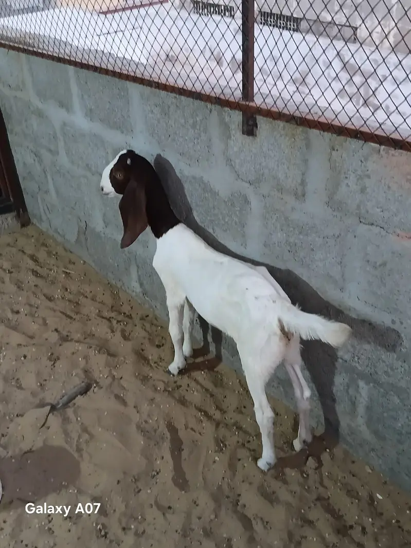 goat for sale — photo 2