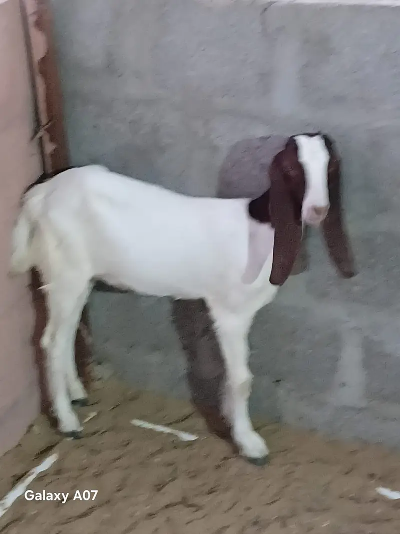 goat for sale — photo 3