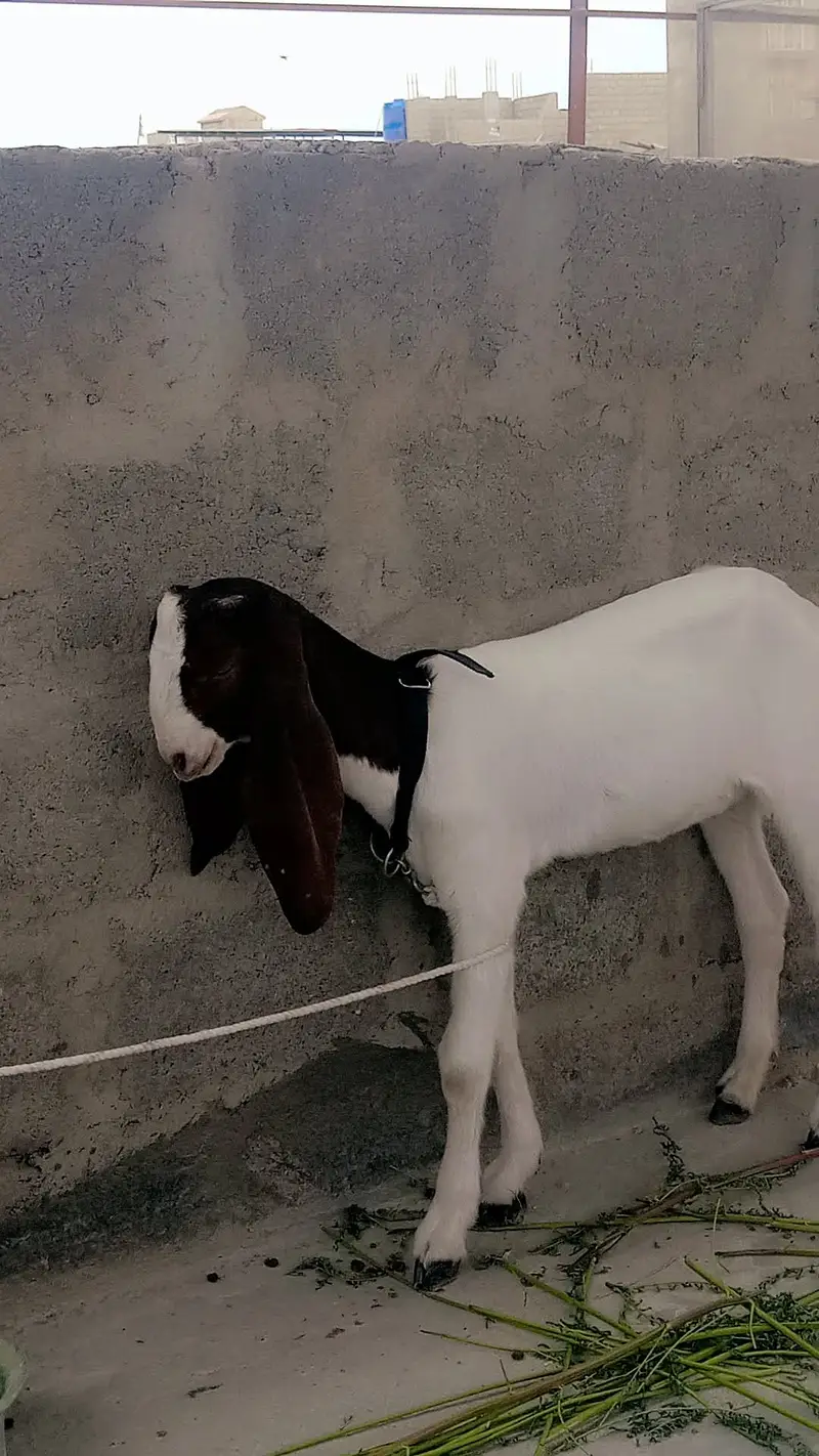 goat for sale — photo 4