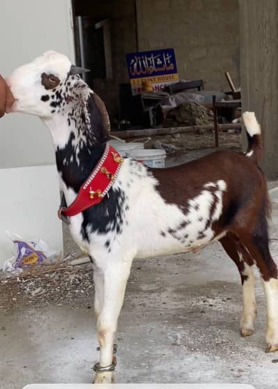 BAKRA GULABHI  ABLUCK TAPRA RATE FINAL HAI REDY DISCRIMINATION FISRT