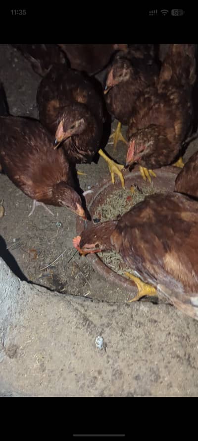 RIR hens pair