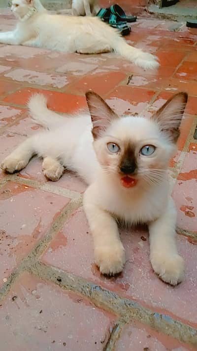 Siamese Cat For Sale