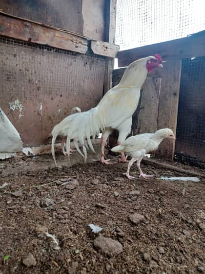 Aseel Heera breeder pair, Heera 2 month chicks, Heera adult male etc .