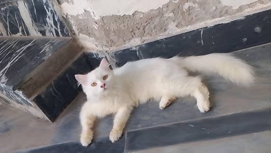 Persian Female Adult Cat Available for sale Triple coated Hai