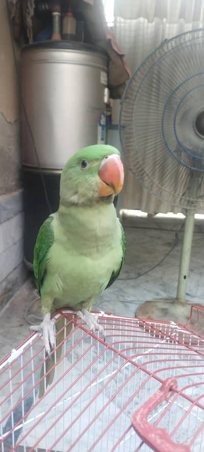 talking parrot for sale