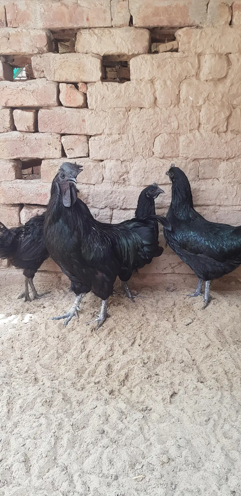 Ayam Cemani Hen and Rooster