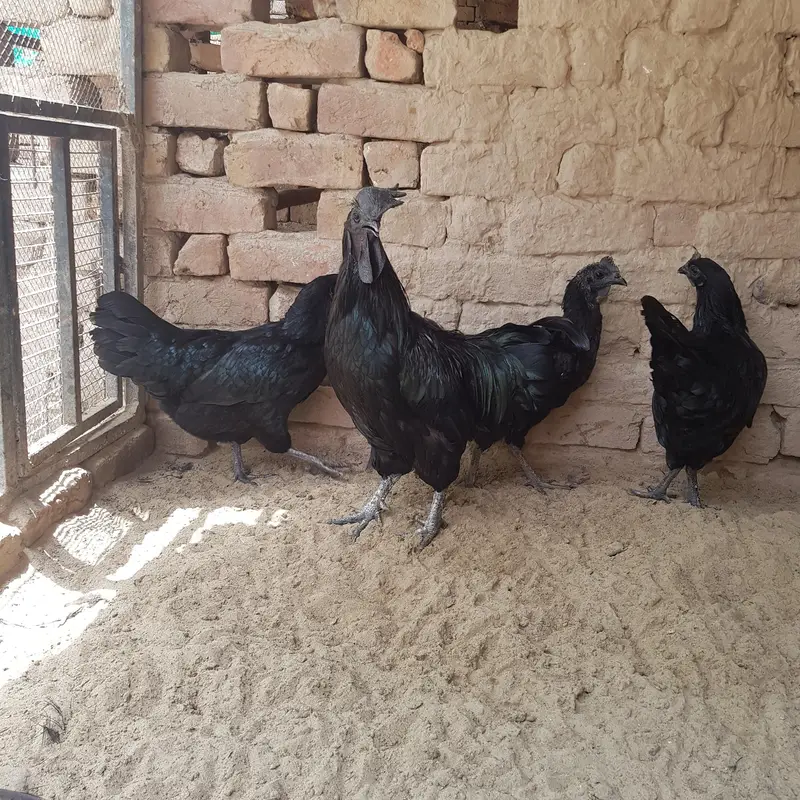 Ayam Cemani Hen and Rooster — photo 2