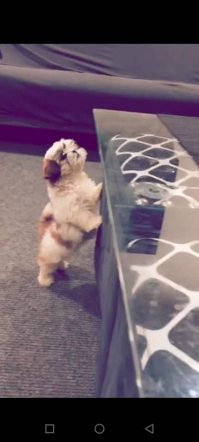 Hello I am selling my Dog ( Shitzu )