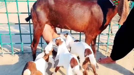 desi Bakri for sale WhatsApp number 0328,8110,750