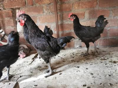 Pure Mianwali aseel  and heavy buff females astrolorps