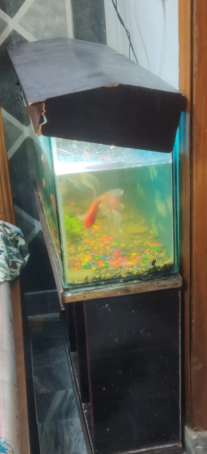 Large Aqorium with 10fish