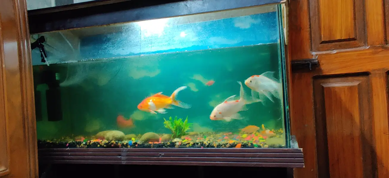 Large Aqorium with 10fish — photo 2