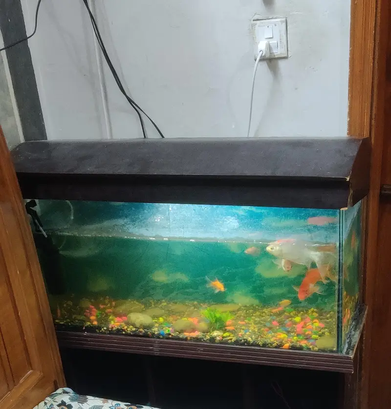Large Aqorium with 10fish — photo 3