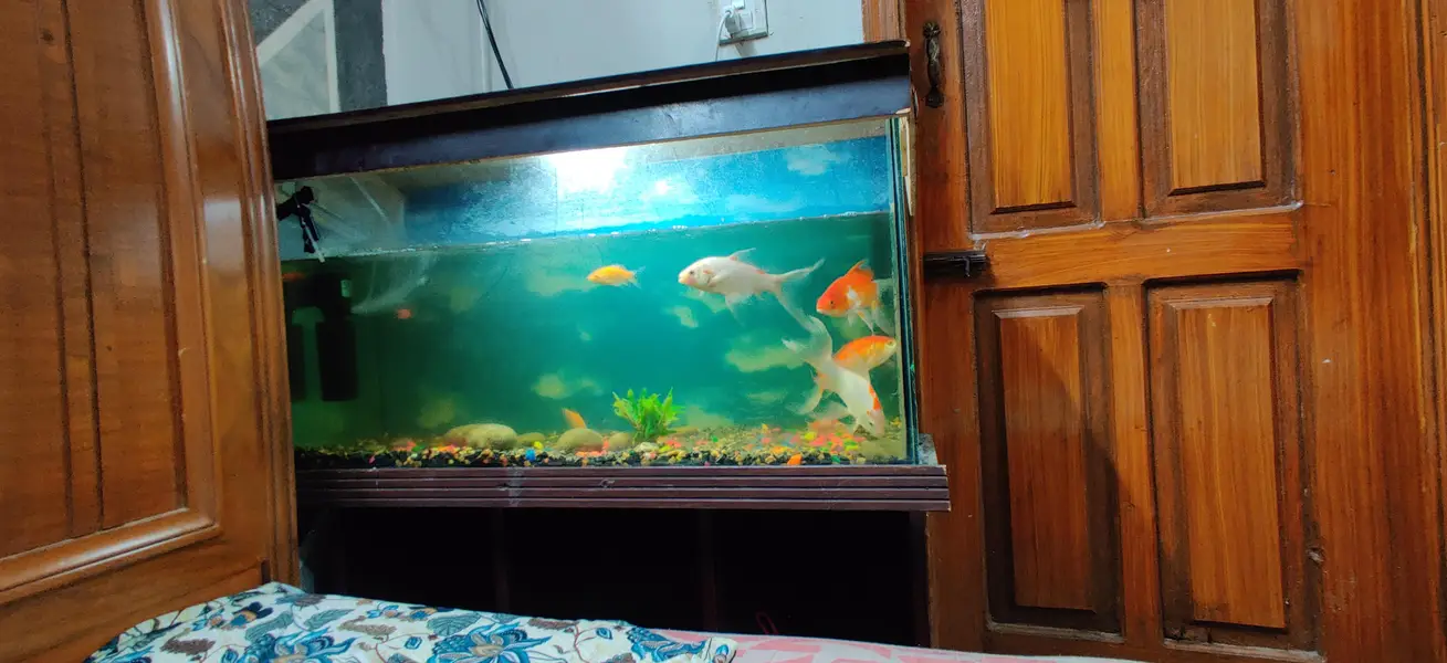 Large Aqorium with 10fish — photo 4
