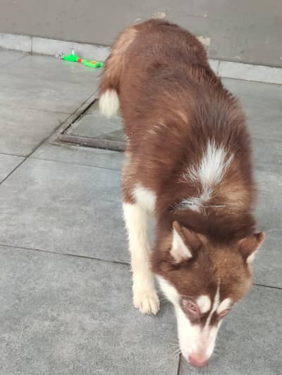 Siberian husky