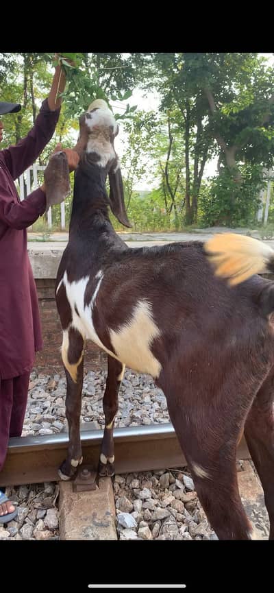 bakra available for bakri cross