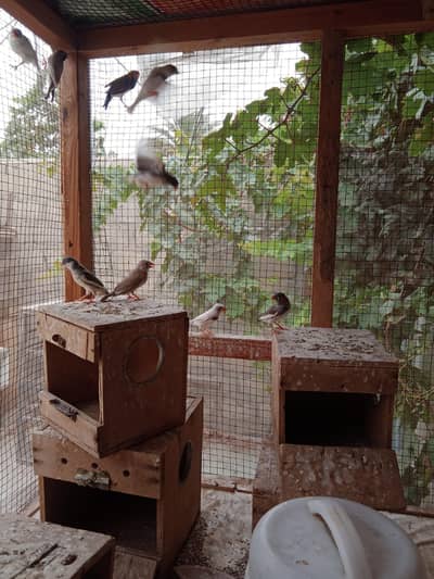 Finches pairs 600