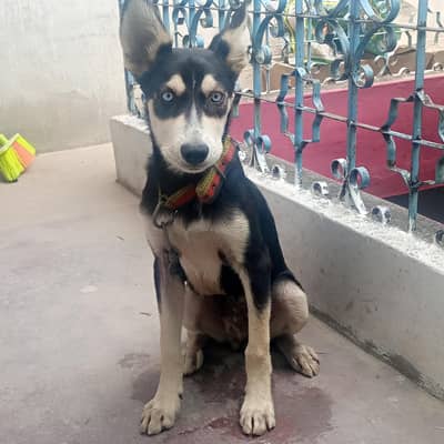 Husky