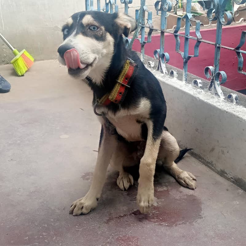 Husky 1