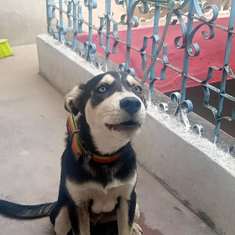 Husky 2