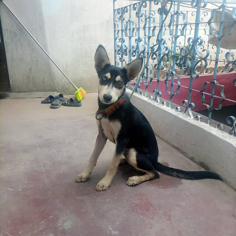 Husky 3