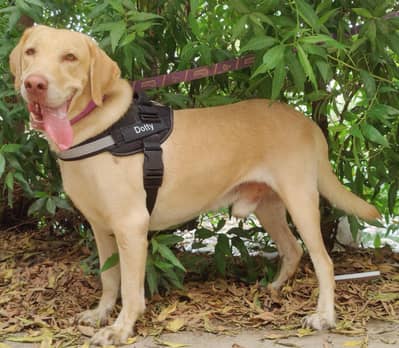 Friendly Male Labrador