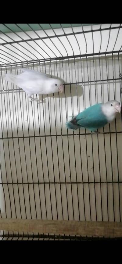 love birds breeder pairs