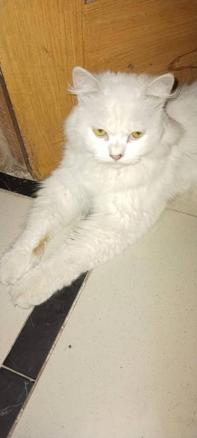White male cat cross k liye available