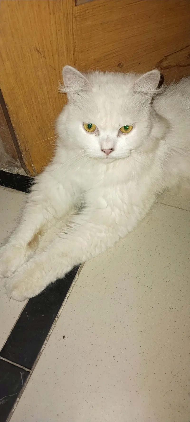 White male cat cross k liye available — photo 2