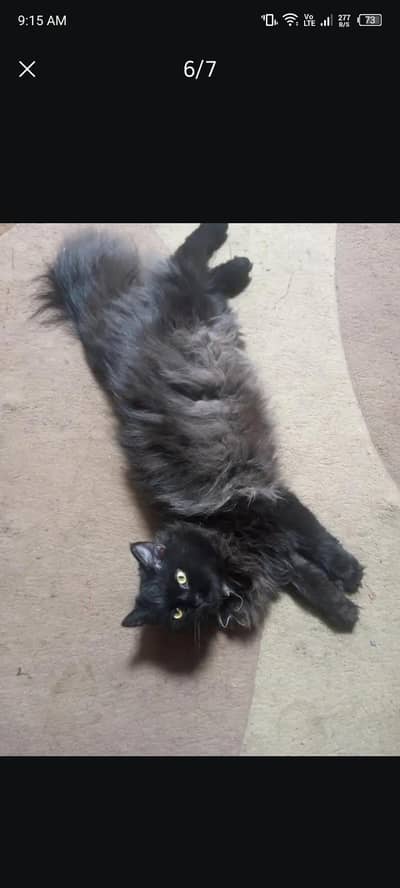 female cat