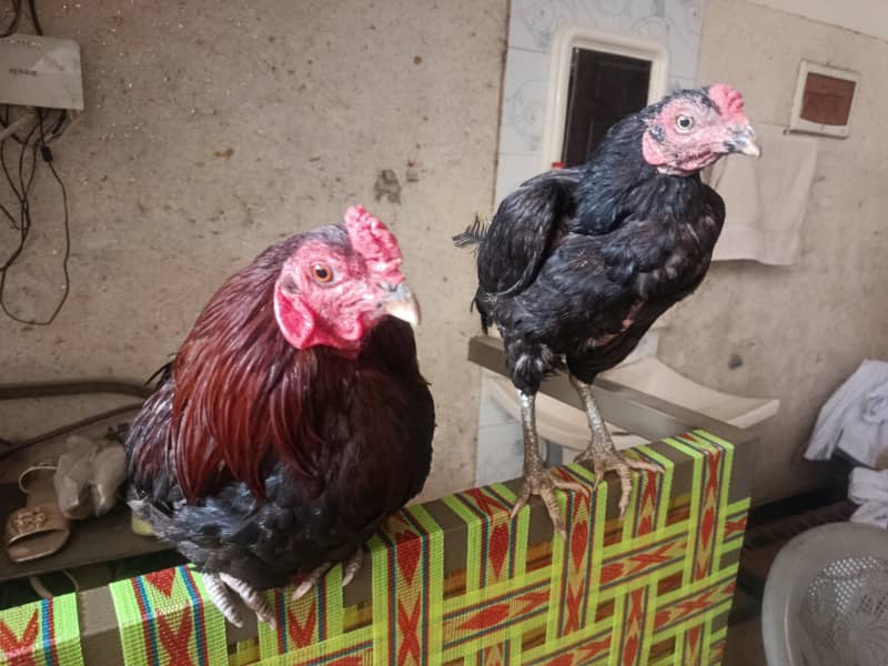 aseel pair 4