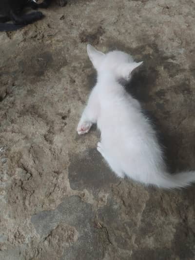 white colour blue eyes
