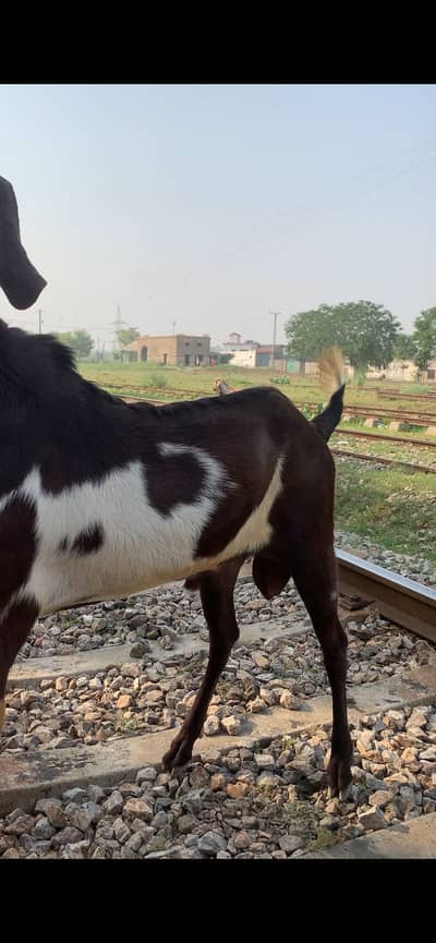 bakra available for bakri cross