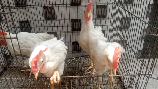 4 male walati hens for sale full active and healthy (0319-0479144)