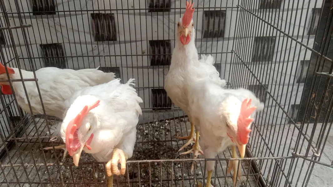 4 male walati hens for sale full active and healthy (0319-0479144)