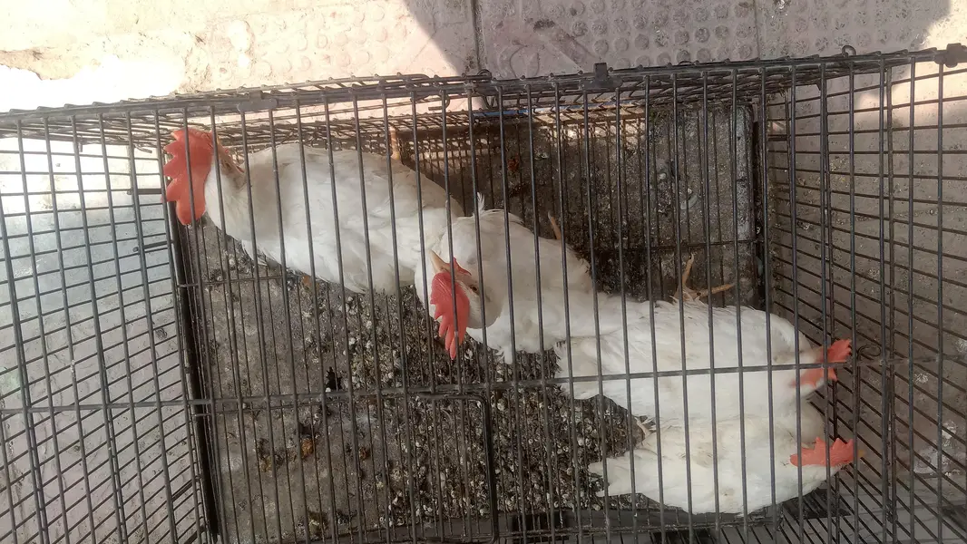 4 male walati hens for sale full active and healthy (0319-0479144) — photo 2