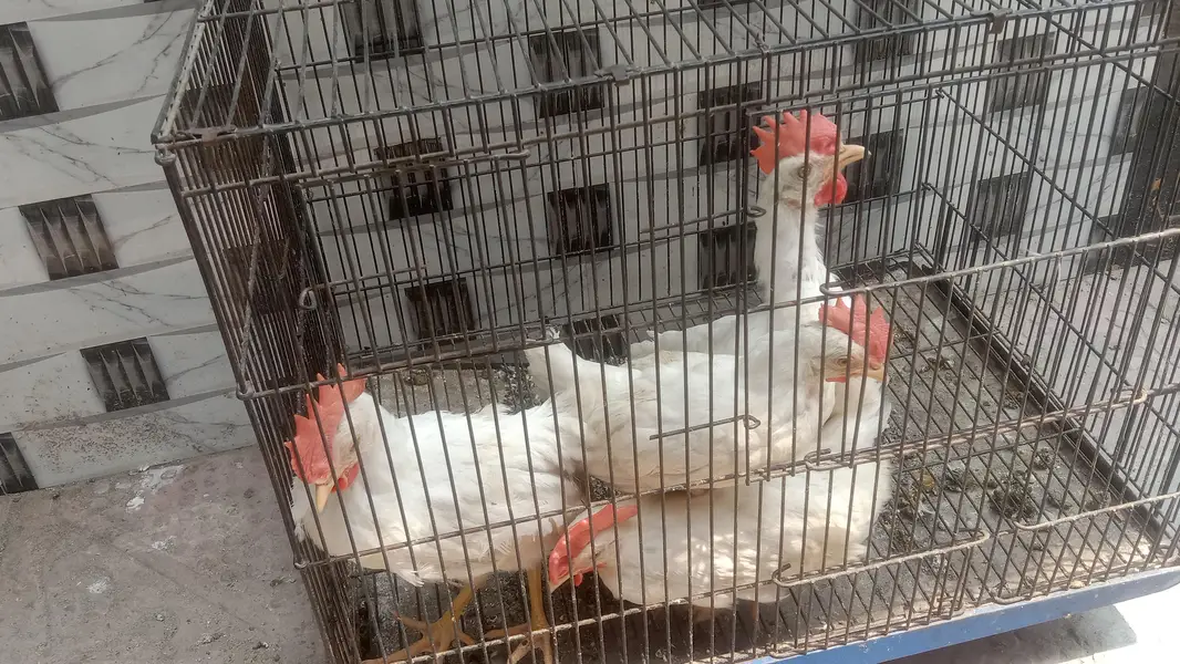 4 male walati hens for sale full active and healthy (0319-0479144) — photo 3