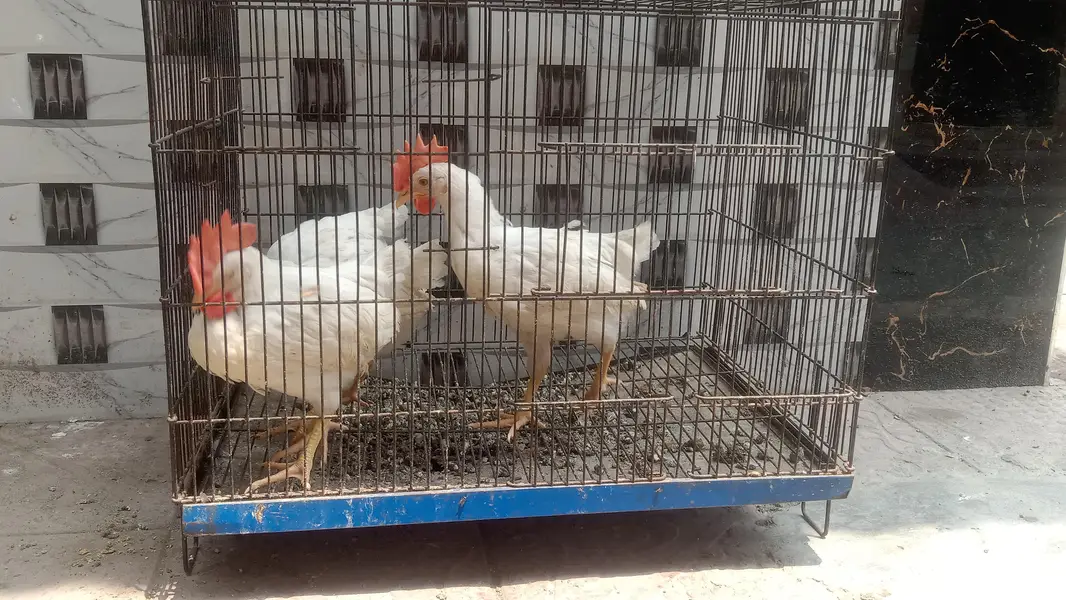 4 male walati hens for sale full active and healthy (0319-0479144) — photo 4