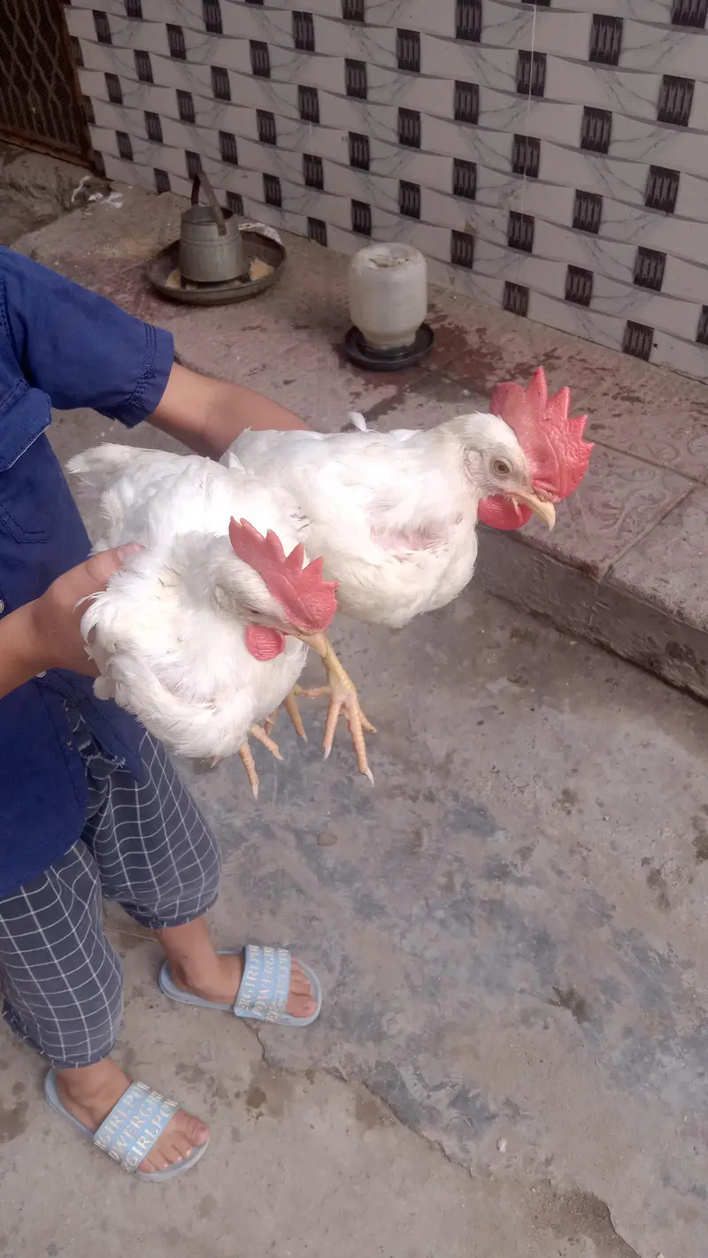 4 male walati hens for sale full active and healthy (0319-0479144) — photo 5