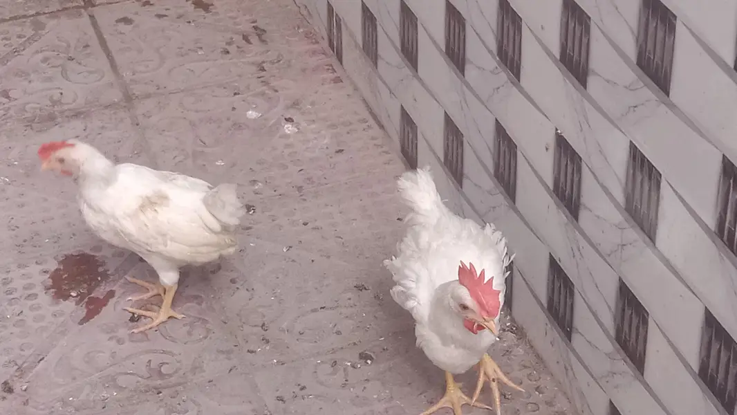 4 male walati hens for sale full active and healthy (0319-0479144) — photo 6